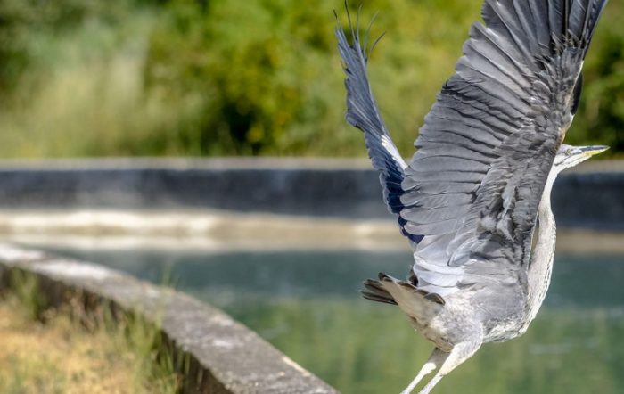 Sauvegarder la biodiversité